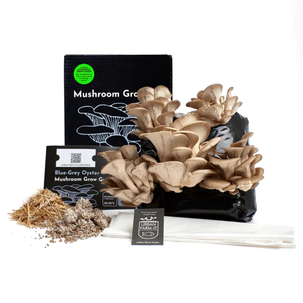 Blue grey mushroom growing kit Wildwood cornwall