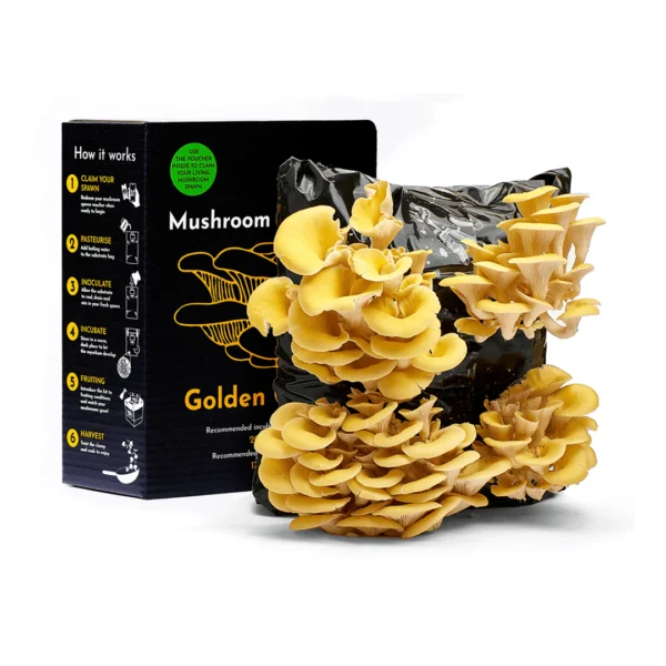 Gold oyster mushroom grow kit wildwood cornwall