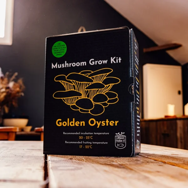 Golden mushroom oyster growing kit Wildwood cornwall