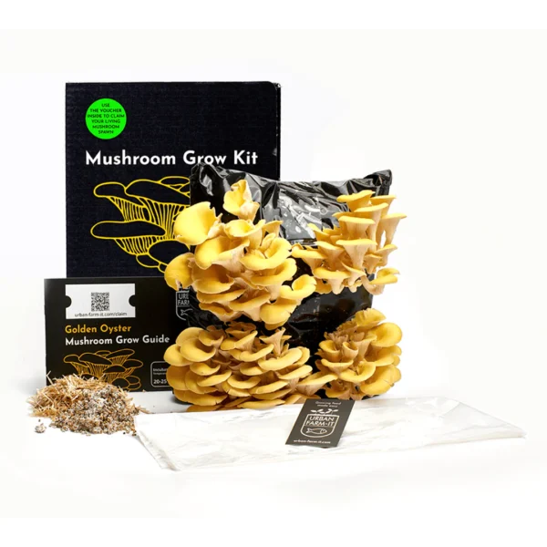 Golden oyster mushroom grow kit DIY Wildwood cornwall