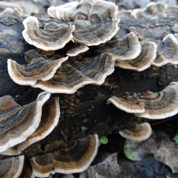 Mushroom log grow kit turkey tail wildwood cornwall