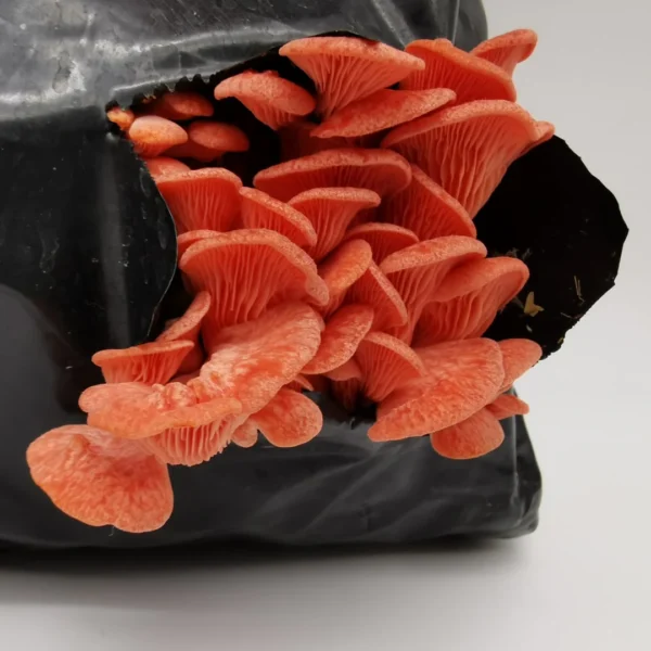 Pink oyster mushroom diy grow kit wildwood cornwall