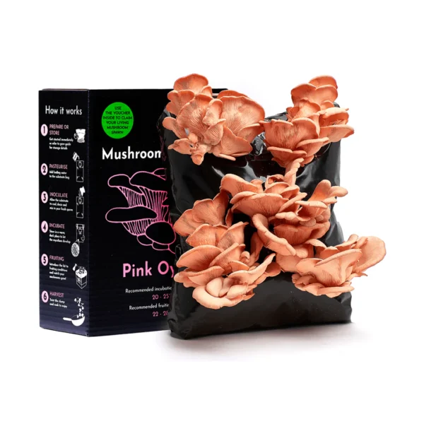 Pink oyster mushroom growing kit Wildwood cornwall