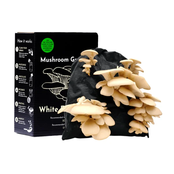 White elm oyster mushroom grow kit wildwood cornwall