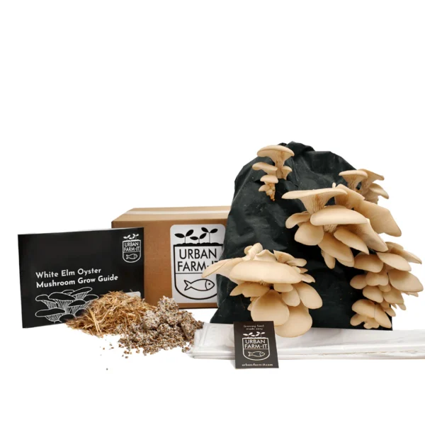 White elm oyster mushroom growing kit wildwood cornwall