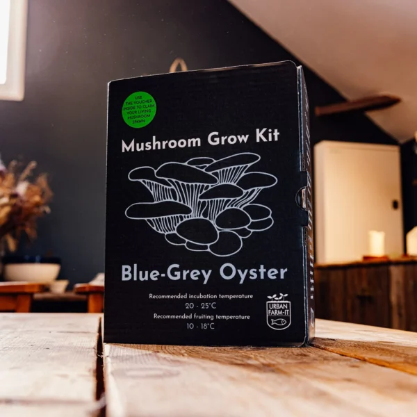 blue grey oyster mushroom grow kit DIY wildwood cornwall