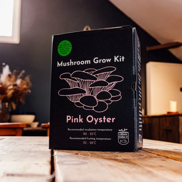 pink oyster mushroom grow kit wildwood cornwall bude