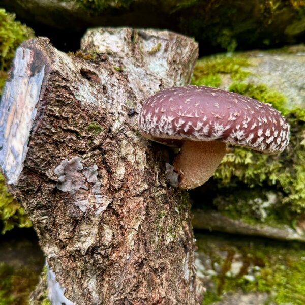 shiitake cultivation mushroom grow kit wildwood cornwall