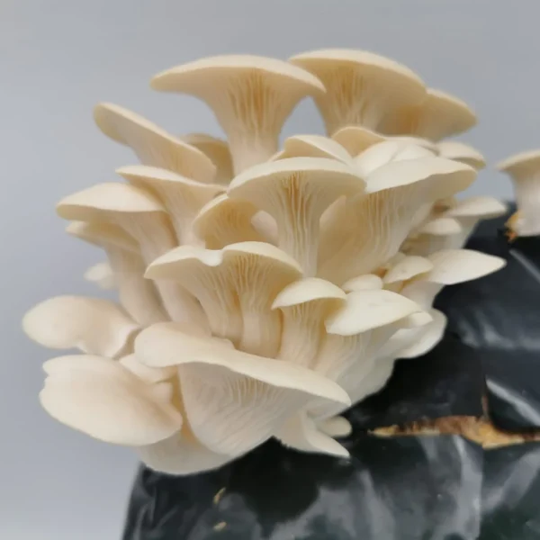 white elm oyster mushroom grow kit wildwood cornwall bude